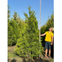 ТУЯ ЗАХІДНА БРАБАНТ (THUJA OCCIDENTALIS BRABANT) 350-400 см, 2xvWRB