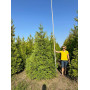 ТУЯ ЗАХІДНА БРАБАНТ (THUJA OCCIDENTALIS BRABANT) 350-400 см, 2xvWRB