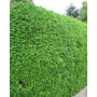ТУЯ ЗАХІДНА БРАБАНТ (THUJA OCCIDENTALIS BRABANT) 350-400 см, 2xvWRB