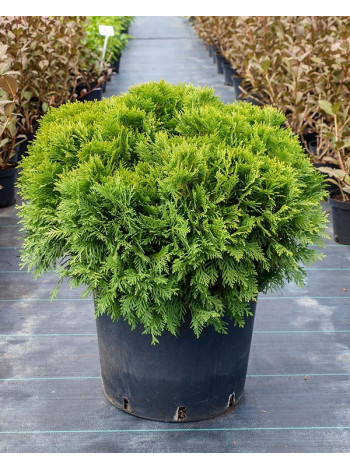 Купити або замовити Туя