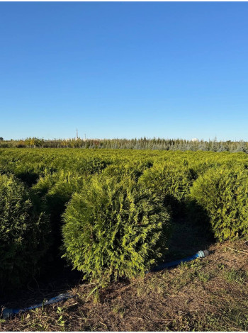 Купити або замовити Туя