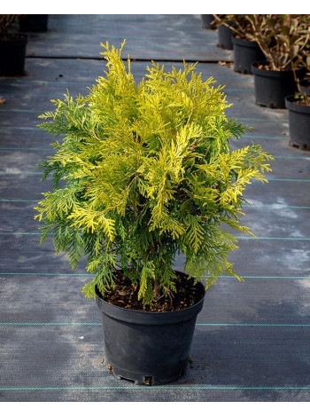 Купити або замовити Туя