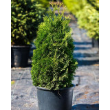 Туя західна Холмструп (Thuja occidentalis Holmstrup) 240 см, WRB