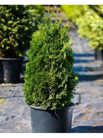 Купити або замовити Туя