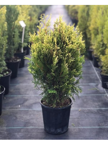 Купити або замовити Туя