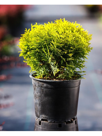 Купити або замовити Туя