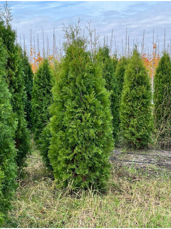 Купити або замовити Туя