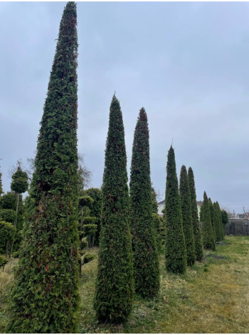  Ексклюзиви