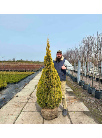 Купити або замовити Туя