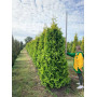 Туя западная Санкист (Thuja occidentalis Sunkist) 280 см, 2xvWRB
