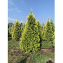 Туя западная Санкист (Thuja occidentalis Sunkist) 280 см, 2xvWRB
