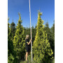 Туя западная Санкист (Thuja occidentalis Sunkist) 280 см, 2xvWRB