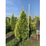 Туя западная Санкист (Thuja occidentalis Sunkist) 280 см, 2xvWRB