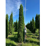 Туя західна Смарагд (Thuja occidentalis Smaragd) 260 см, WRB