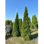 Туя західна Смарагд (Thuja occidentalis Smaragd) 260 см, WRB