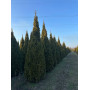 Туя західна Смарагд (Thuja occidentalis Smaragd) 260 см, WRB