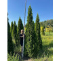 Туя західна Смарагд (Thuja occidentalis Smaragd) 260 см, WRB