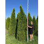 Туя західна Смарагд (Thuja occidentalis Smaragd) 260 см, WRB