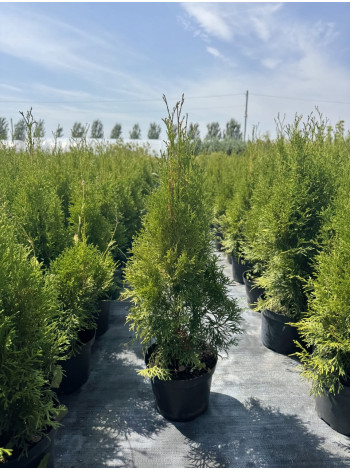 Купити або замовити Туя