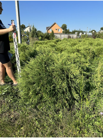 Купити або замовити Туя