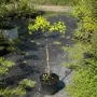 Гинкго Билоба "Менхир" (Ginkgo biloba "Menhir") PA 40-50 см, С5