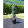 Сосна звичайна Фастігіата (Pinus sylvestris Fastigiata)