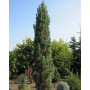 Сосна звичайна Фастігіата (Pinus sylvestris Fastigiata)