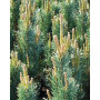 Сосна звичайна Фастігіата (Pinus sylvestris Fastigiata)