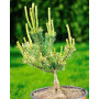Сосна дрібноквіткова Фукай (Pinus parviflora Fukai) 40 см, С5