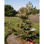 Сосна дрібноквіткова Фукай (Pinus parviflora Fukai) 40 см, С5