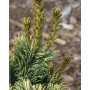 Сосна дрібноквіткова Фукай (Pinus parviflora Fukai) 40 см, С5