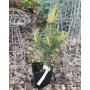 Сосна звичайна Глобоза Вірдіс (Pinus sylvestris Globosa Virdis) 40 см, С5