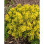 Сосна гірська Голден Глоу (Pinus mugo Golden Glow) 50 см, C10 