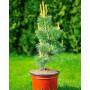 Сосна дрібноквіткова Голділокс (Pinus parviflora Goldilocks)  70 см, С5