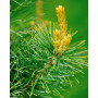 Сосна дрібноквіткова Голділокс (Pinus parviflora Goldilocks)  70 см, С5