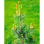 Сосна дрібноквіткова Голділокс (Pinus parviflora Goldilocks)  70 см, С5
