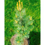 Сосна дрібноквіткова Голділокс (Pinus parviflora Goldilocks)  70 см, С5