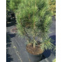 Сосна чорна Грін Рокет (Pinus nigra Green Rocket) 80 см, С5