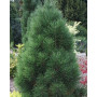 Сосна чорна Грін Рокет (Pinus nigra Green Rocket) 80 см, С5