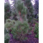 Сосна чорна Грін Рокет (Pinus nigra Green Rocket) 80 см, С5
