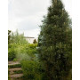 Сосна чорна Грін Рокет (Pinus nigra Green Rocket) 80 см, С5