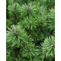 Сосна гірська Хампі (Pinus mugo Humpy) 80 см, С20