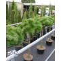 Сосна дензитунберги Жан Клаус (Pinus densithunbergii Jane Kluis) 40 см, С5