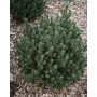 Сосна гірська Kіссен (Pinus mugo Kissen) 60 см, С10