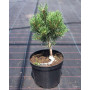 Сосна гірська Ліліпут (Pinus mugo Lilliput) 70 см, С25