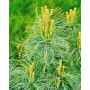 Сосна веймутова Міні Твіст (Pinus strobus Mini Twist) 30 см, С5