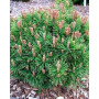 Сосна гірська Мінікін (Pinus mugo Minikin) 30 см, С5