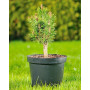 Сосна гірська Мінікін (Pinus mugo Minikin) 30 см, С5