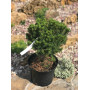 Сосна гірська Мінікін (Pinus mugo Minikin) 30 см, С5