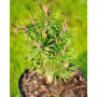 Сосна гірська Мінікін (Pinus mugo Minikin) 30 см, С5